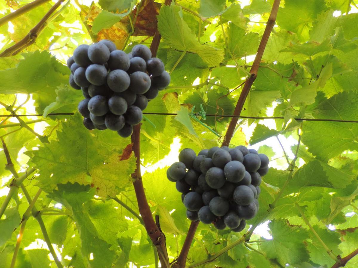 Boutique Appartamento Bacchus Marlengo Eksteriør bilde